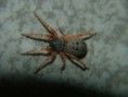 /album/arachnida/trachelopachys-cingulipes-1-jpg/